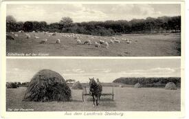 1934 Impressionen aus dem Kreis Steinburg - Landwirtschaft in der Marsch und auf der Geest