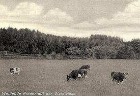 1934 - Rinder auf einer Waldwiese im Kreis Steinburg