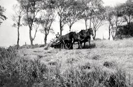 1940 Mahd des Getreides in der Wilstermarsch mit einem von drei Pferden gezogenen Mähbinder