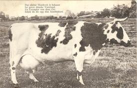 1909 Milchkuh der Wilstermarsch-Rasse des rotbunten Niederungsrindes
