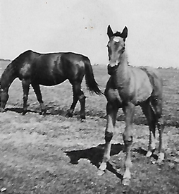 1930 Pferde auf den Bauernhöfen der Wilstermarsch