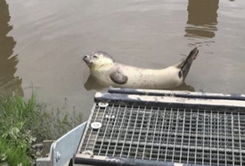 Tierwelt in und am Rand der Wilstermarsch - Seehund in der Stör bei der Schleuse Kasenort 