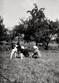 1951 Fütterung der Kälber mit Molke