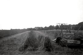 1940 Getreideernte in der Wilstermarsch; die vom Mähbinder abgelegten Garben (rechts) sind in langen Reihen zu Hocken aufgestellt (links)
