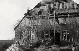 1956 Neuendeckung des Reeth-Daches des Hofes Dibbern in Honigfleth