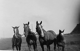 1930 Pferde auf den Bauernhöfen der Wilstermarsch