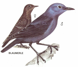 Blaumerlen
Abbildung aus Pareys Vogelbuch