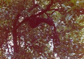 1976 Schwarmtraube der Bienen an Zweigen eines Baumes auf dem Grundstück der Imkerei Weyh in Moorhusen in der Wilstermarsch.