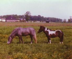 1978 Ponys auf einer Weide in Moorhusen in der Wilstermarsch
