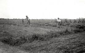 1940 auf einem Hof in Kathen - Landwirte, Kriegsgefangene und Deportierte bei der Erntearbeit