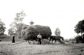 1950 Bergung des Getreides in der Wilstermarsch, Hof Dibbern in Honigfleth