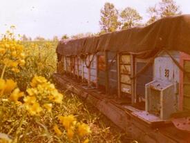 1977 Bienenstöcke der Imkerei Weyh aus Moorhusen aufgestellt an Rapsfeldern in Großkampen und Fockendorf in der Wilstermarsch.