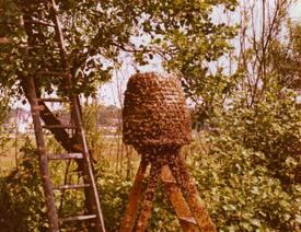 1976 In einen Korb abgeschlagene Schwarmtraube der Bienen auf dem Grundstück der Imkerei Weyh in Moorhusen in der Wilstermarsch.