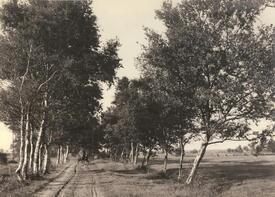 1933 unbefestigter Moorweg nach Seedorf bei Flethsee in der Wilstermarsch