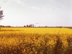 1977 Bienenstöcke der Imkerei Weyh aus Moorhusen aufgestellt an Rapsfeldern in Großkampen und Fockendorf in der Wilstermarsch.