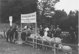 1950er Jahre - Veranstaltung des Schafzuchtverein in Südwestholstein