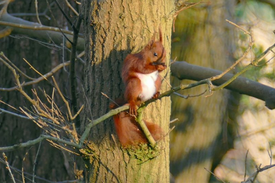 Tierwelt in und am Rand der Wilstermarsch - Eichhörnchen