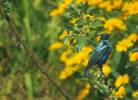 Tierwelt in und am Rand der Wilstermarsch - Blaumerlen
eine überraschende kleine ornithologische Sensation