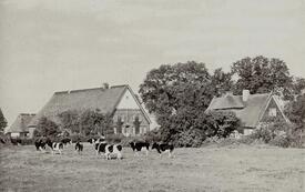 1956 Bauernhof in Beidenflether Riep in der Wilstermarsch
