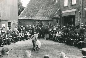 1955 Schaf-Auktion beim Gasthof Zur Linde in der Stadt Wilster