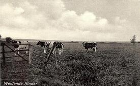 1934 weidende Rinder auf einer Weide im Kreis Steinburg
