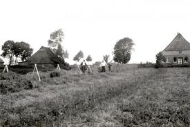 1950 Heuernte in der Wilstermarsch - Das angetrocknete Gras wurde auf den Heureutern zum Trocknen aufgeschichtet