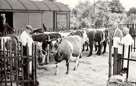 1956 Verladung von Rindern an der Viehrampe auf dem Güterbahnhof in Wilster