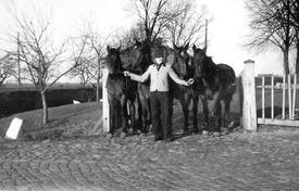 1950 Vier Pferde des Hofes Dibbern, Honigfleth, bereit zum Einschirren vor den Mähbinder.