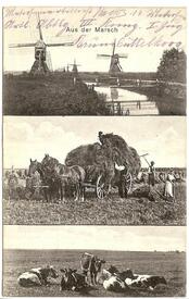 1916 Landwirtschaft in der Wilstermarsch