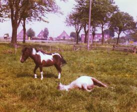 1978 Ponys auf einer Weide in Moorhusen in der Wilstermarsch