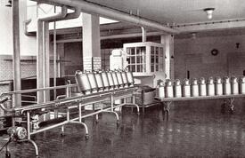 1953  Milchanlieferung in der Genossenschafts-Meierei Wilste
